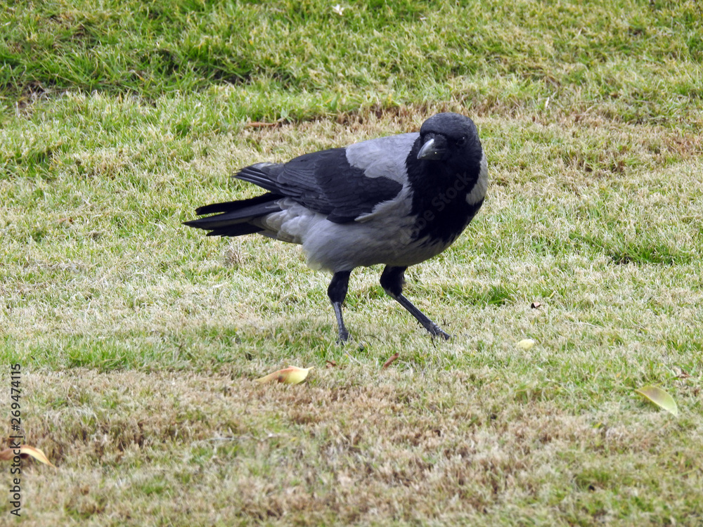 Fototapeta premium Krähe auf einem Feld