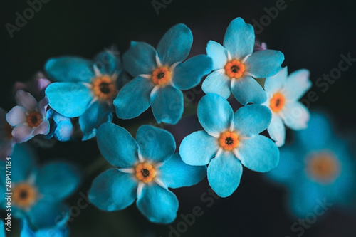 Forget-me-not  myosotis on a black background. Beautiful bright blue flowers with a yellow middle close-up. Macro  top view.