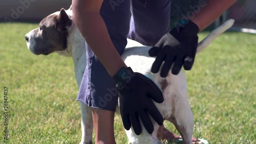 SLOWMO rear view, woman petting dog rump with hair removing gloves photo