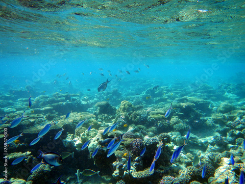 Fototapeta Naklejka Na Ścianę i Meble -  Korallenriff mit bunten Fischen