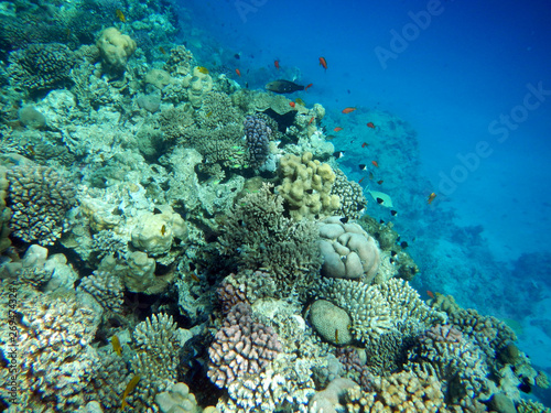 Fototapeta Naklejka Na Ścianę i Meble -  Korallenriff mit bunten Fischen