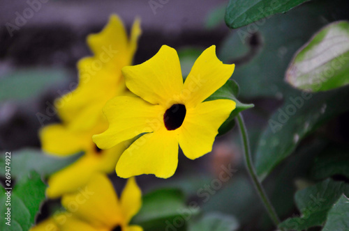 Kletterpflanze mit gelben Blumen