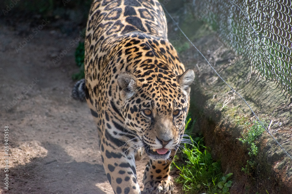 Obraz premium jaguar 