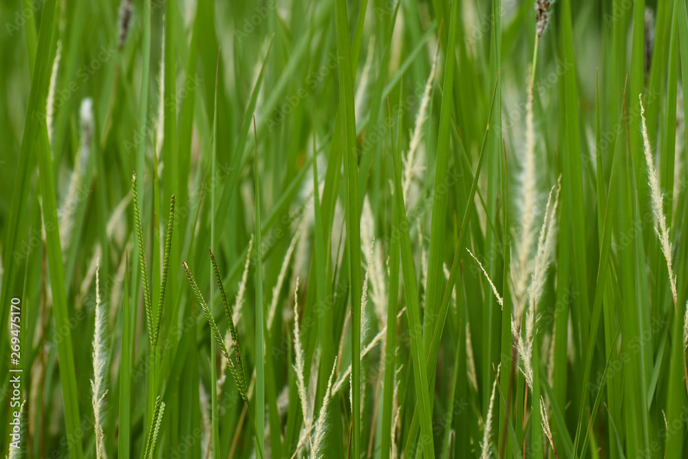 Green Grass Blades And Seeds Close-up Frame, South Africa