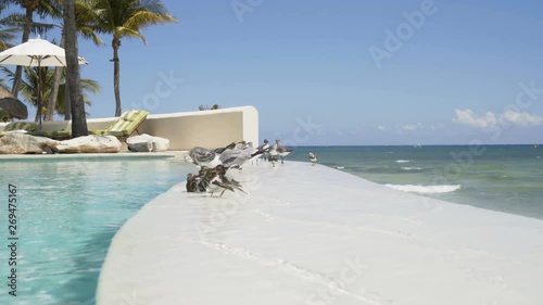 birds swimming in the pool. infinite pool against the backdrop of the Caribbean Sea. 4K photo