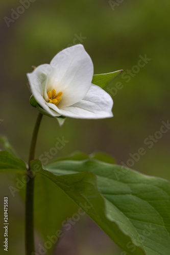 close up of white trillium wildflower