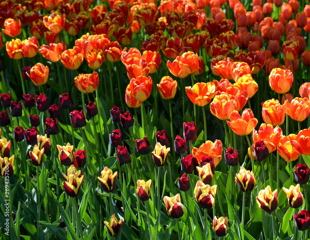 Blossoming tulips background.