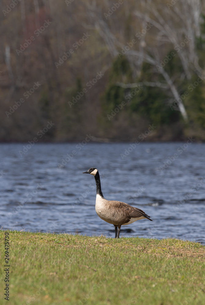 Canada Goose on the shore of Arrowhead Lake Canada Goose on the shore of Arrowhead Lake