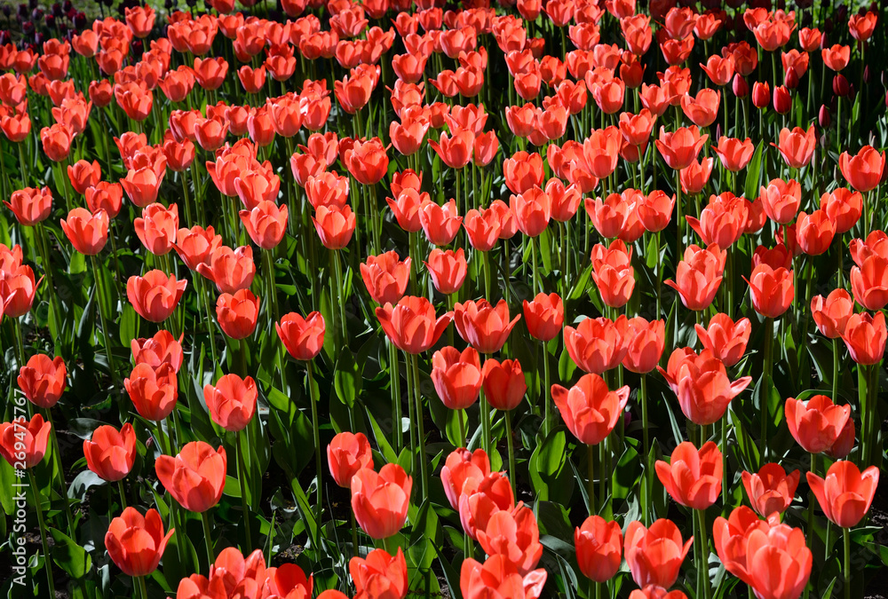 Blossoming tulips closeup.