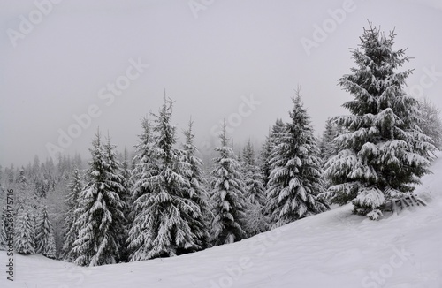 winter landscape near a pine forest