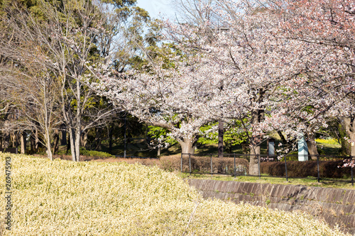 chiba, japan, 04/03/2019 , view of Aobanomori park. Cherry blossoms branches in japan, and still yellow bushes. photo