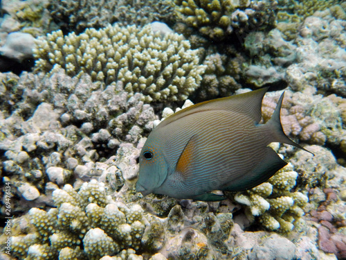 Fisch in einem Korallenriff © E-Delict