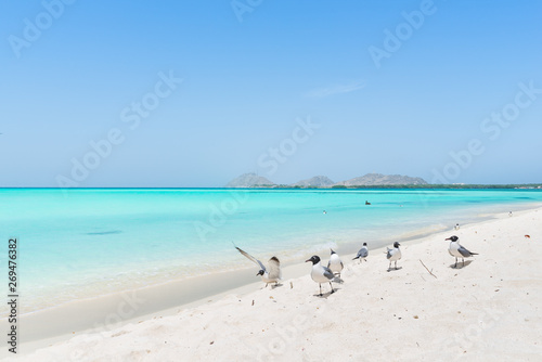 Fototapeta Naklejka Na Ścianę i Meble -  Beautiful Caribbean beach, in Los Roques Archipelago, Venezuela