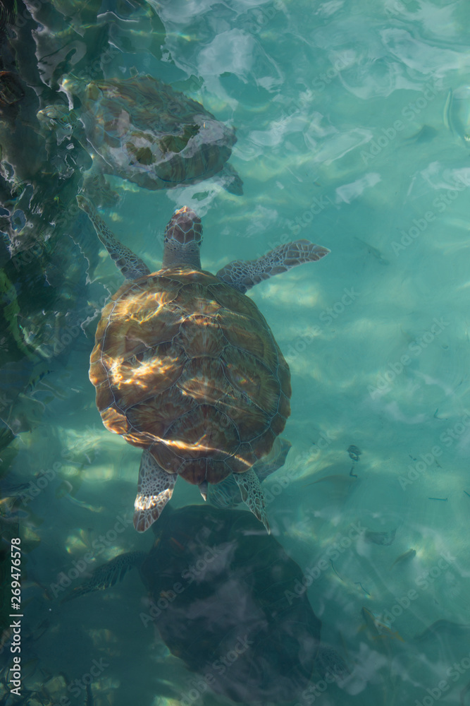 Portrait of hawksbill sea tortoise top view, swimming just below the surface in clear aqua water near Cancun Portrait of hawksbill sea tortoise top view, swimming just below the surface in clear aqua water near Cancun