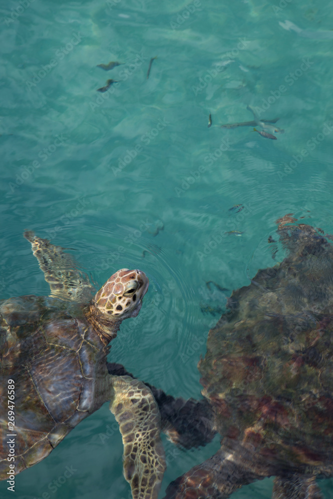 Obraz premium Portrait of close up hawksbill sea turtle's head above tropical Mexican aqua water, room for copy