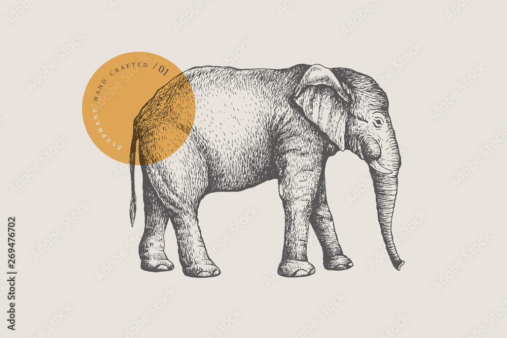 Fototapeta Obraz dużego słonia afrykańskiego, narysowany liniami graficznymi na jasnym tle. Ilustracja wektorowa w stylu grawerowania.