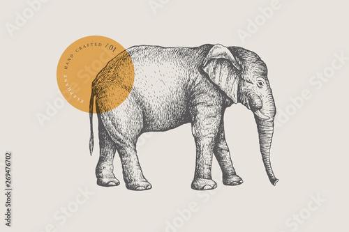 Image of a large African elephant, drawn by graphic lines on a light background. Vector illustration in engraving style.