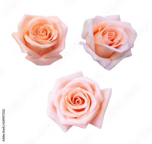 Collection of pink rose isolated on white background, soft focus and clipping path