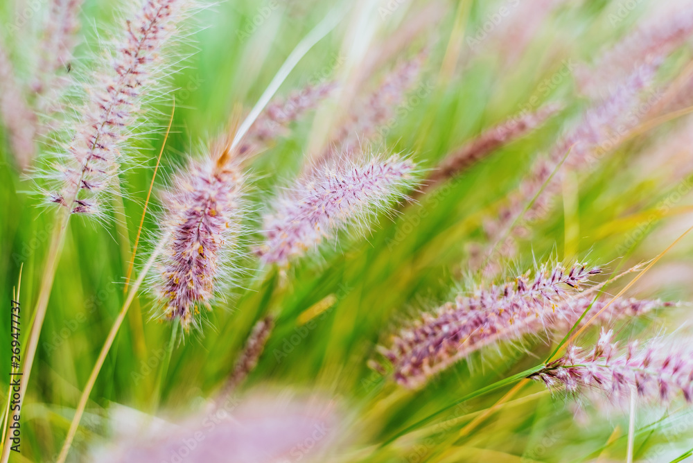 Colorful flowers in purple spikes, purple fountain grass, close-up useful as a natural relaxation background.