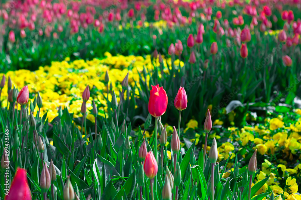 Flowers of tulips in different colors in the garden. With green leaves. Pulled into the park. Flowers of tulips in different colors in the garden. With green leaves. Pulled into the park.