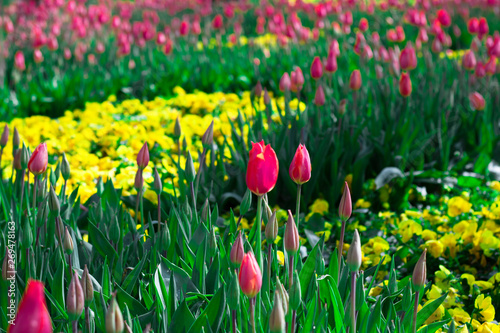 Flowers of tulips in different colors in the garden. With green leaves. Pulled into the park.
