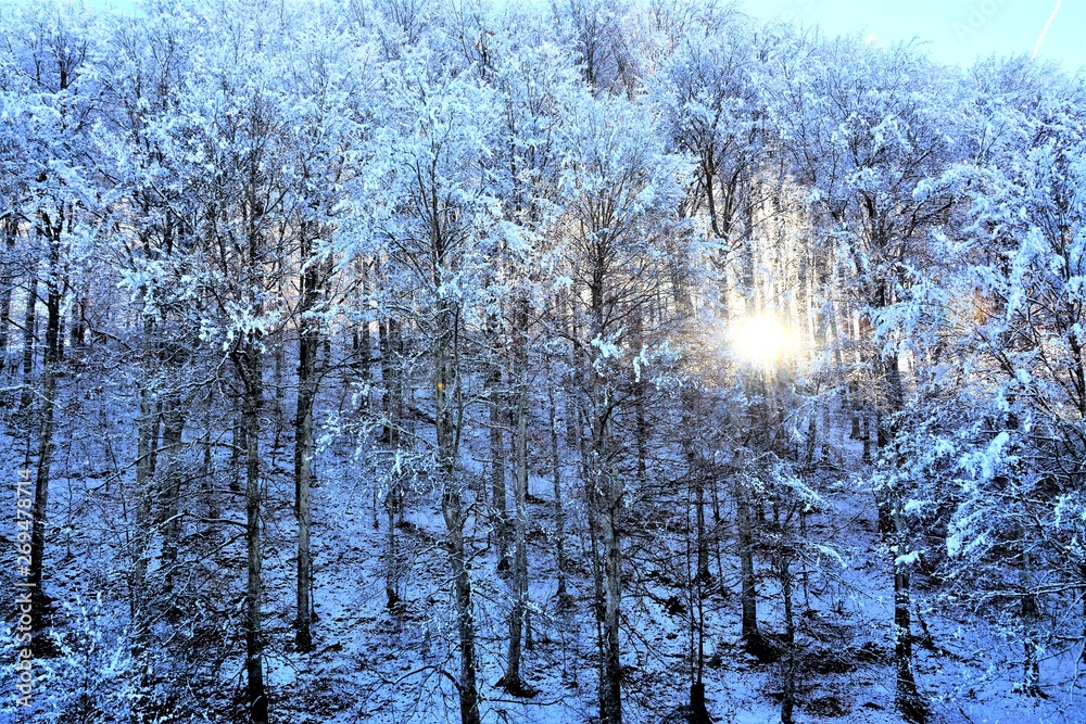 sun through the trees in a deciduous forest in winter sun through the trees in a deciduous forest in winter