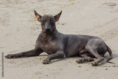 Peruvian hairless dog