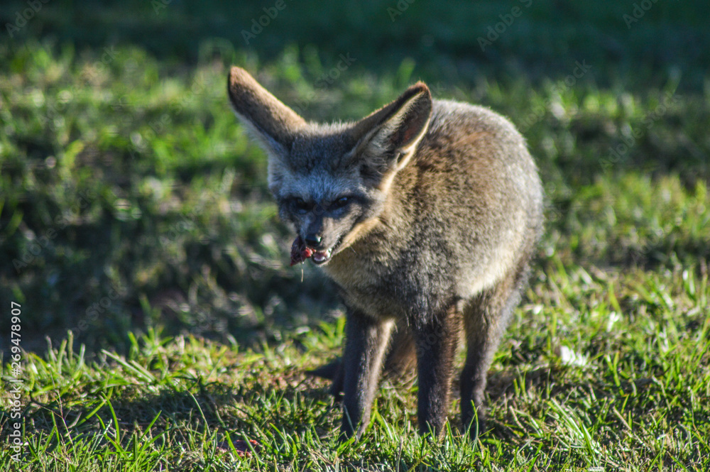 Bat eared fox roaming freely in a Johannesburg game reserve South Africa Bat eared fox roaming freely in a Johannesburg game reserve South Africa