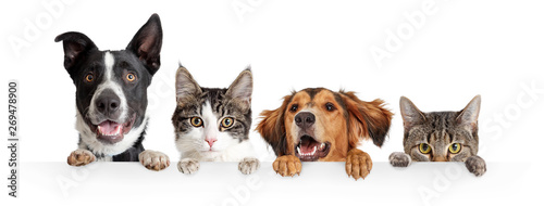 Koty i psy zerkające na biały baner internetowy