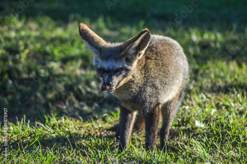 Bat eared fox roaming freely in a Johannesburg game reserve South Africa