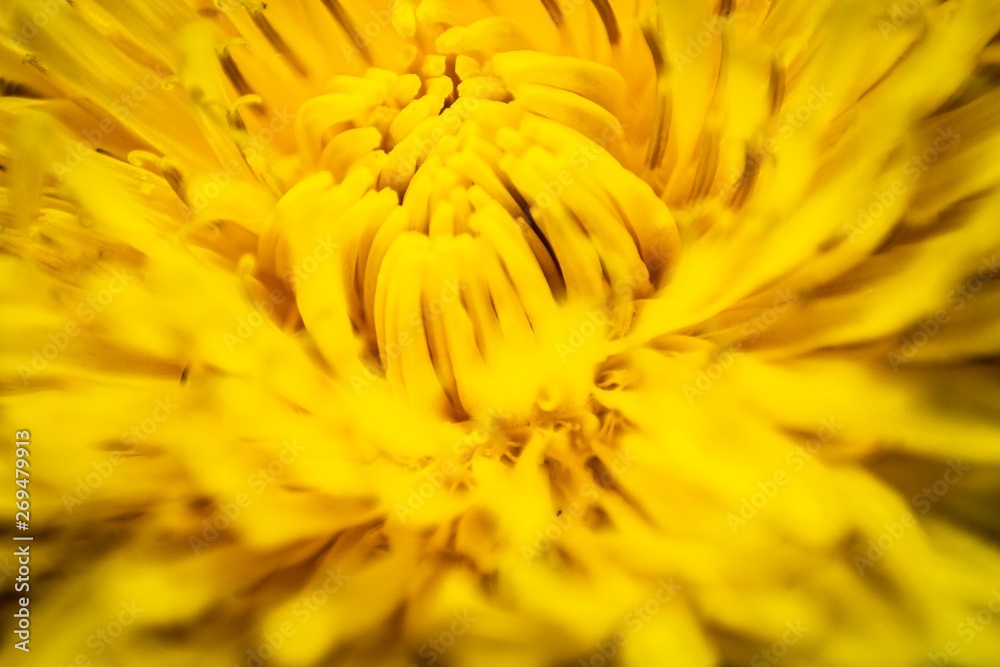 Dandelion Dandelion