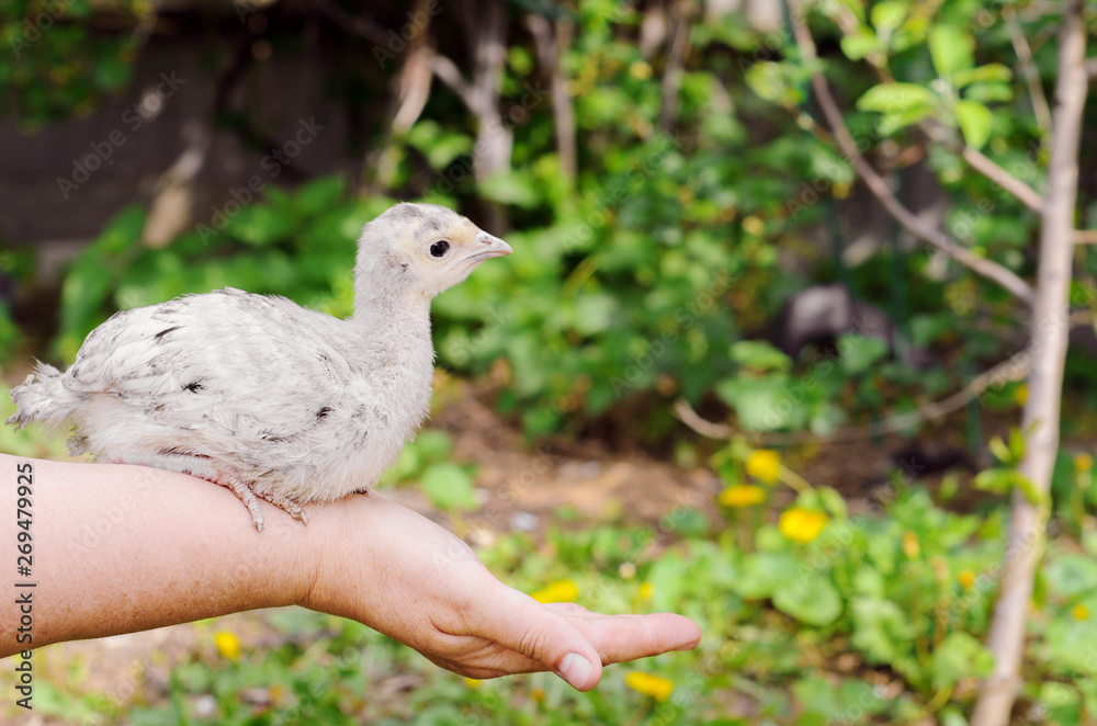 Obraz premium Woman farmer holding a little chicken in her hands against the background of grass. Farm birds, cubs.