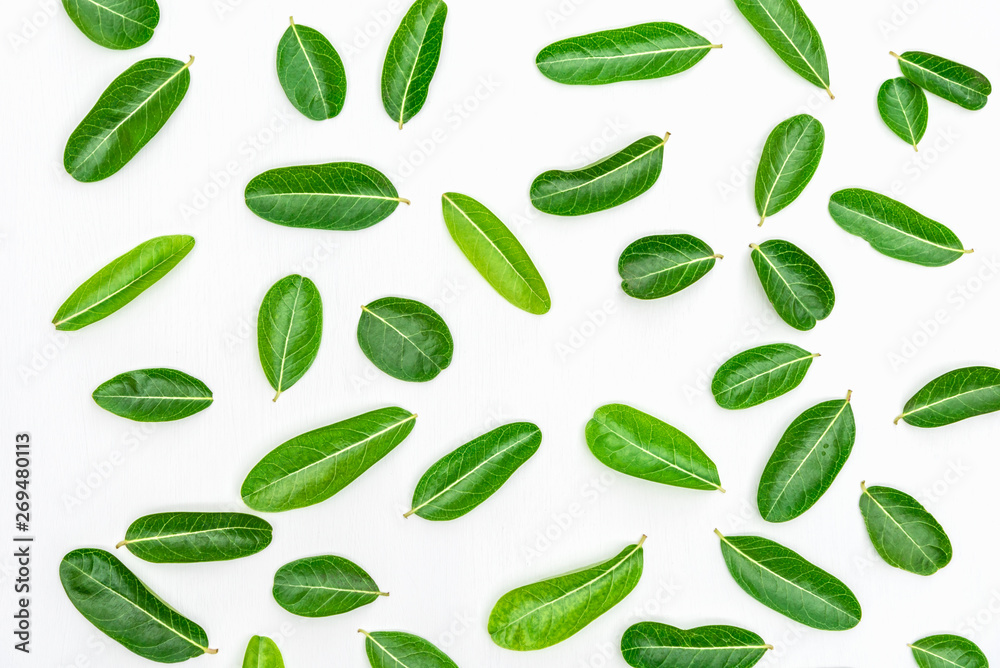 Bengal Currants Leaf on white wood background. Bengal Currants Leaf on white wood background.