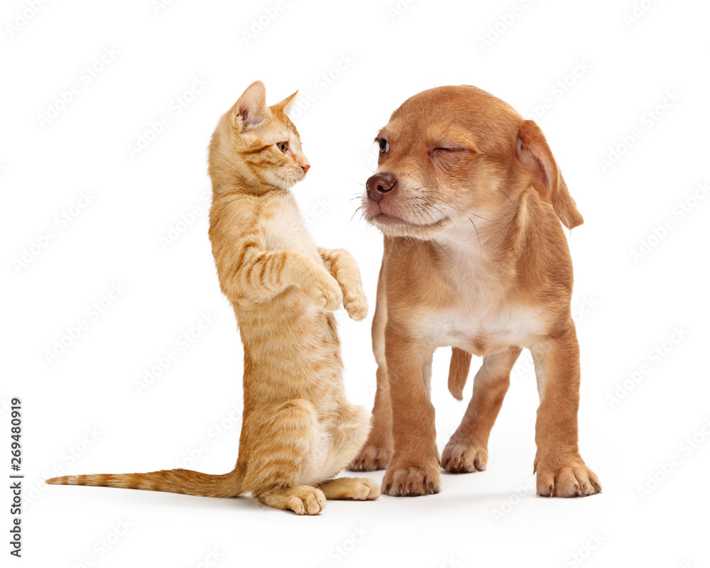 Obraz premium Funny Puppy Scowling at Playful Kitten