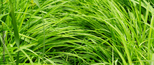 Panoramic view of grass thicket, closeup of a tangled grass