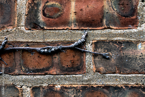 Vine on Brickwall