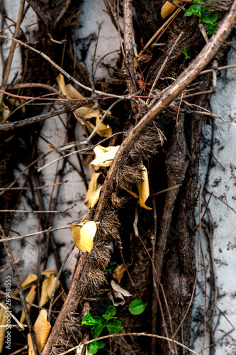 Vines Growing on the Wall