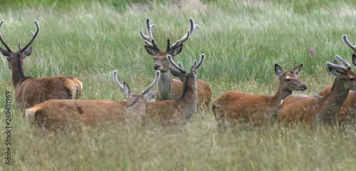 Red Deer in field, Loch Hourn, landscape, Scotland photo