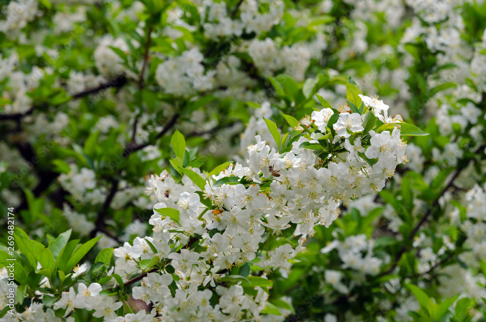crabapple blossoms crabapple blossoms