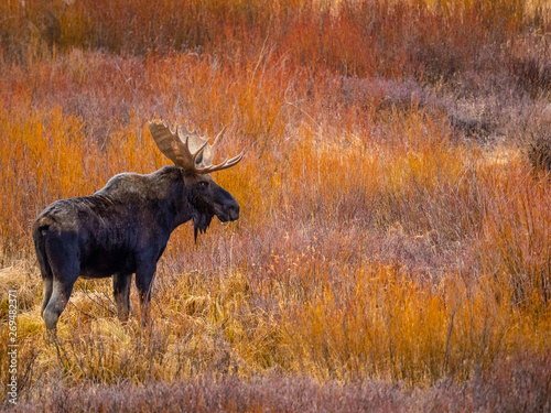 Bull Moose in Autumn Willows in State Forest State Park, Colorado