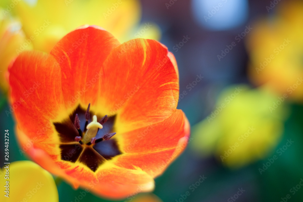 Fototapeta premium Single Orange Tulip Pollen