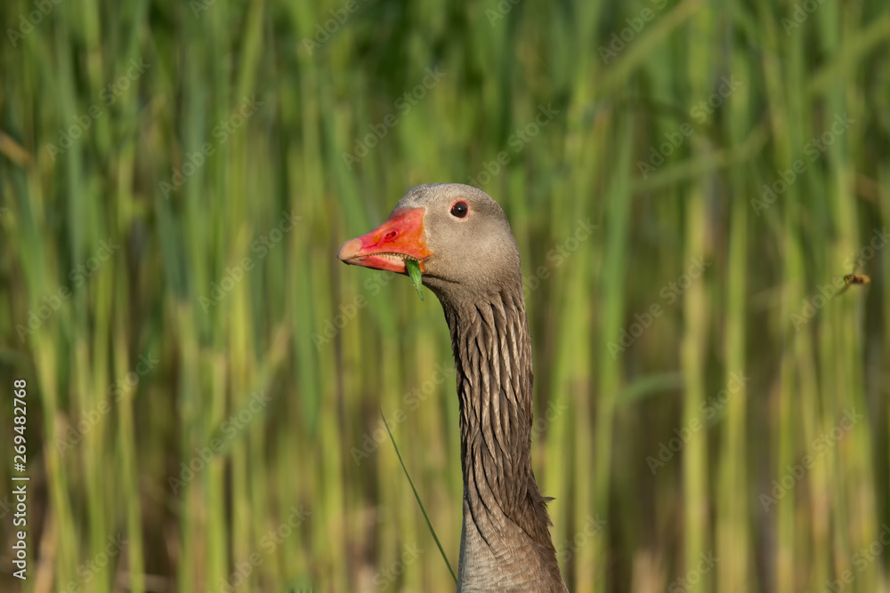EuropianGreylag goose(anser anser) with a long and brown neck, a portrait of a goose and a red beak, feeding green grass in a beak.close-up portrait.green reeds in the background out of focus. EuropianGreylag goose(anser anser) with a long and brown neck, a portrait of a goose and a red beak, feeding green grass in a beak.close-up portrait.green reeds in the background out of focus.