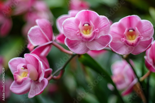 Pink Orchid Branch