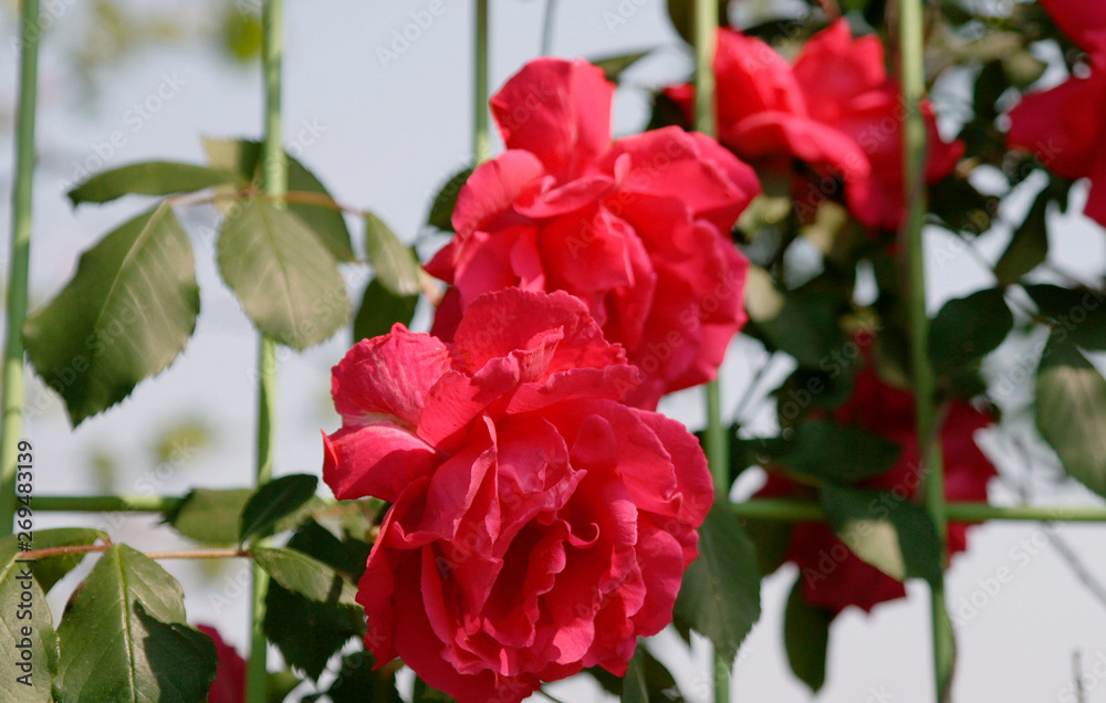 beautiful red roses in barbed wire beautiful red roses in barbed wire