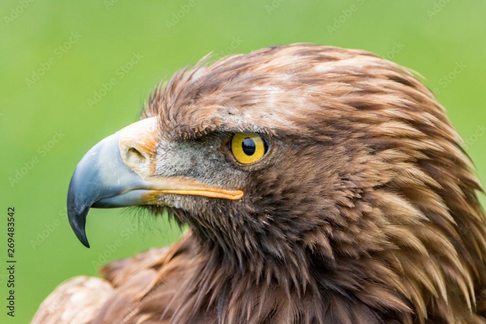 portrait of eagle