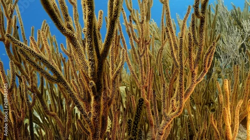 Seascape of coral reef in the Caribbean Sea around Curacao at dive site Playa Hundu with soft coral photo