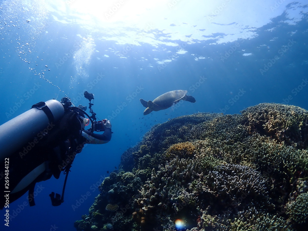 Diver is photographing a green sea turtle swimming in the sea.