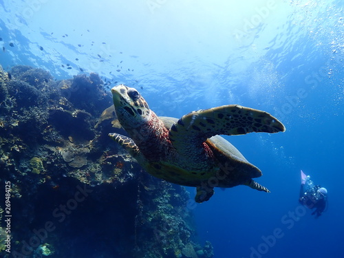 Swimming hawksbill turtle which seems to fly in the sea. © megumi miyata