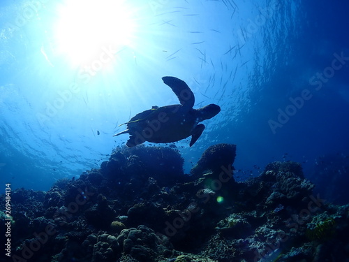 It looks like Hawksbill Turtle swimming is flying in the sea. © megumi miyata