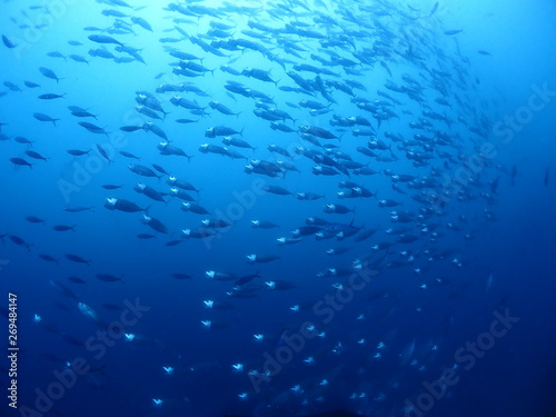 A School of Indian Mackerel is swimming in a certain direction. © megumi miyata